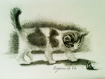 Chaton curieux -- 08/07/10