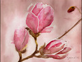 Aquarelle et Magnolias -- 01/08/11